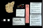 Foto (Objekt + Etikett) von Galatheites zitteli (Moericke, 1889)  (NHMW-GEO-1990-0041-3274)